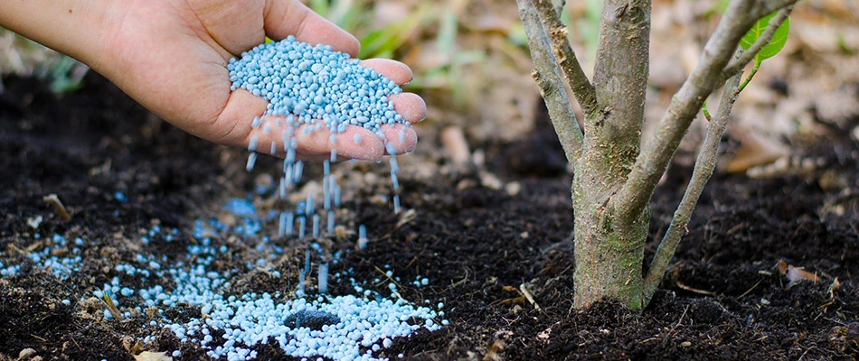 Our landscaper pouring fertilizer next to a tree in Des Moines, IA.