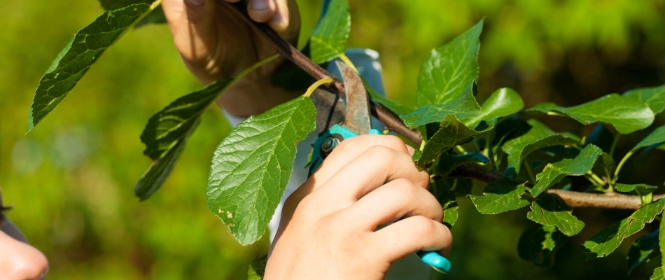 Professional pruning a disease tree in Ankeny, IA.