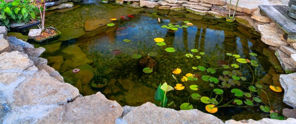 Rocks around a pond with lilypads in Des Moines, IA.