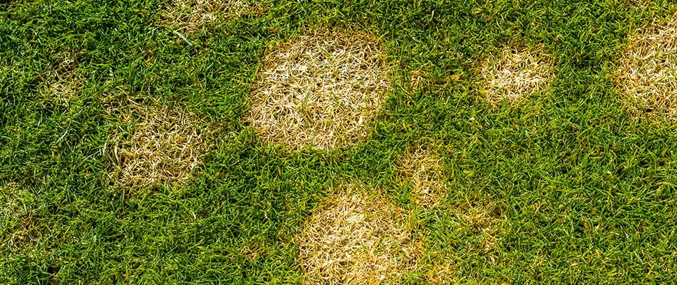Small patches of summer patch lawn disease on a property in Van Meter, IA.