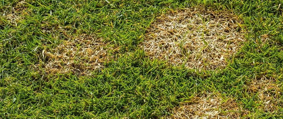 Summer patch lawn disease by a home in West Des Moines, IA.