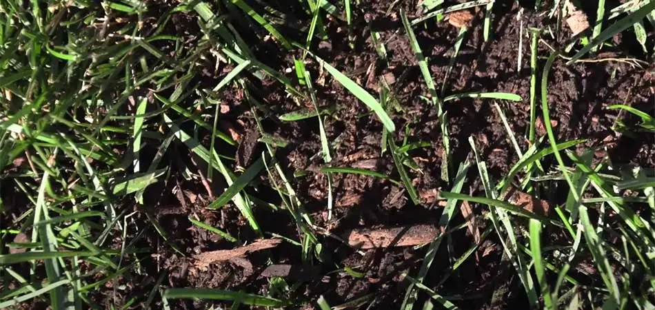 Top dressing applied to lawn turf at a home in Des Moines, IA.