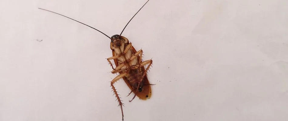 Underside of a cockroach in Des Moines, IA.